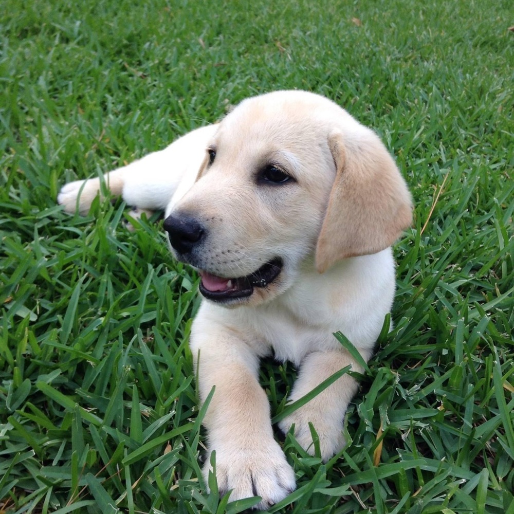 Meet your Posher, Hector